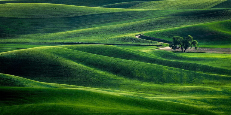 Campo di grano